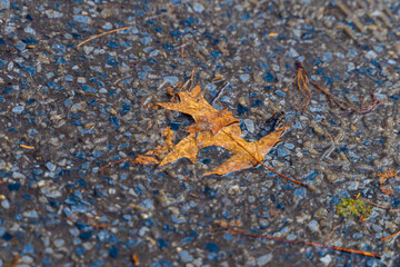 autumn leaves in the central park of new york