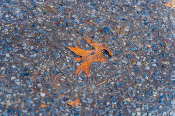a leaf on asphalt in new york