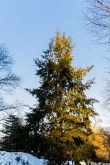 trees in the central park new york