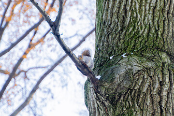 squirrel in a tree in central park new york