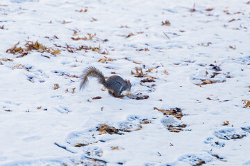 squirrel in the central Park new york