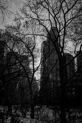 black and white sunset in the park