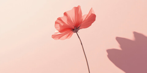 Single coral flower against a soft pink background, casting a delicate shadow. Minimalist floral image, perfect for design projects or branding.