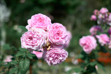 Pink roses blooming in ornamental flower garden