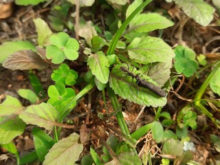 Black ant transports a deceased insect across a leaf. It can easily carry ten times its own weight.  A stark reminder of the food chain at work in the natural world.