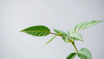 Close-up of vibrant green plant leaves against a light grey background.