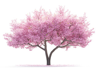 Cherry blossom tree in transparent background