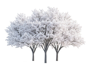 Cherry blossom tree in transparent background