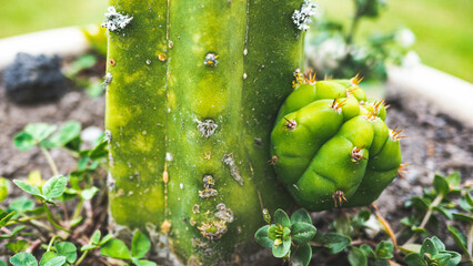 Green cactus plant close up details baby plant