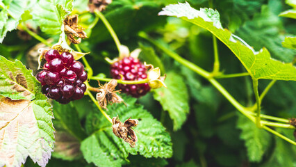 Boysenberries in the garden ripe juicy with green leaves