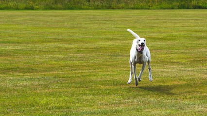 Happy goofy greyhound dog running through green grass lawn funny silly happy