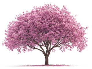 Cherry blossom tree in transparent background