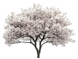 Cherry blossom tree in transparent background