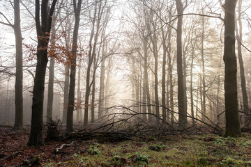 Eery atmosphere of woodland forest in Dutch landscape with thick mist fog. Winter wonderland weather conditions.