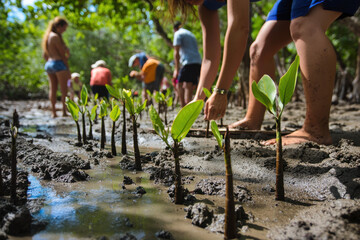 Volunteers planting saplings in muddy mangrove forest.  Environmental conservation effort.
