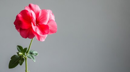 A bright pink geranium against a cool gray background, off-center shot, Minimalist style