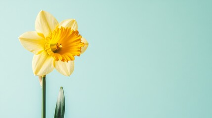 Obraz premium A bright yellow daffodil against a pale mint background, close-up shot, Minimalist style