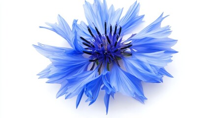Fototapeta premium A close-up of a bright blue cornflower with its delicate, fringed petals and bold color, isolated white background