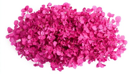 Obraz premium A close-up of a bright pink hydrangea with its densely packed blooms and vivid hue, isolated white background, minimalistic art style