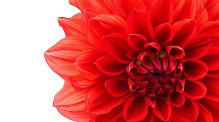A close-up of a bright red dahlia with its spiky, layered petals and vivid hue, isolated white background