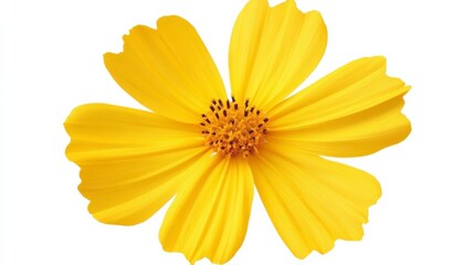 Obraz premium A close-up of a bright yellow cosmos flower with its thin, petal-like rays, isolated white background
