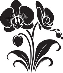 Black and white orchid
