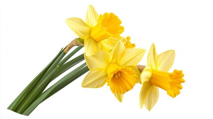 Fototapeta premium A close-up of a cluster of delicate yellow daffodil flowers, isolated white background, minimalistic art style