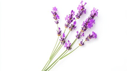 Obraz premium A close-up of a cluster of purple lavender flowers, isolated white background, minimalistic art style