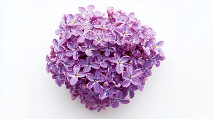 Obraz premium A close-up of a cluster of purple lilac blossoms, isolated white background, minimalistic art style
