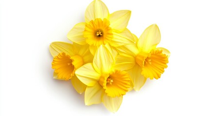 A close-up of a cluster of vibrant yellow daffodil flowers, isolated white background, minimalistic art style