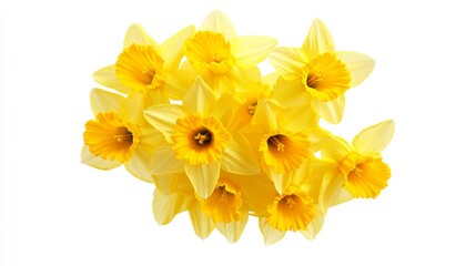 A close-up of a cluster of vibrant yellow daffodil flowers, isolated white background, minimalistic art style © ArpPSIqee