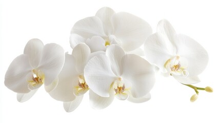A close-up of a cluster of white orchid flowers with their exotic shapes, isolated white background, minimalistic art style