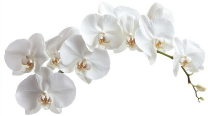 Obraz premium A close-up of a cluster of white orchid flowers with their exotic shapes, isolated white background, minimalistic art style