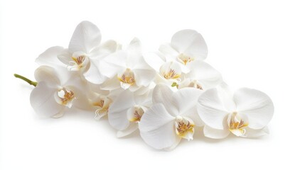 Obraz premium A close-up of a cluster of white orchid flowers with their exotic shapes, isolated white background, minimalistic art style