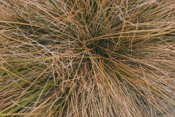 Dry ornamental grass (Carex comans)  with thin golden and green strands forming a dense, textured cluster. Natural abstract background.