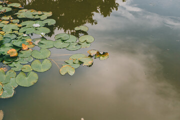 Lily pads with white flowers floating on a calm pond, reflections of sky and trees visible.