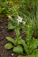 White flower with delicate petals on a green leafy plant Persian tobacco (Nicotiana alata) growing in moist soil in a garden setting.
