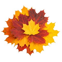 Autumn leaves on a white background 