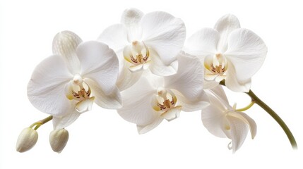 A close-up of a delicate white orchid with its intricate, smooth petals and subtle color, isolated white background