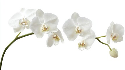 A close-up of a delicate white orchid with its unique petal shapes, isolated white background, minimalistic art style