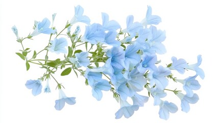 A close-up of a pale blue lobelia with its small, trumpet-shaped blooms and delicate texture, isolated white background