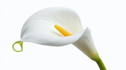 A close-up of a pure white calla lily with a smooth, trumpet-shaped spathe and yellow spadix, isolated white background