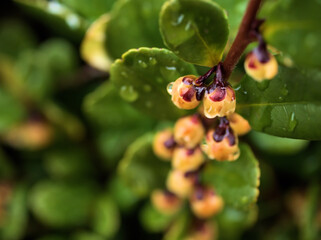 12月に咲いた小さくて可憐なハマヒサカキの花