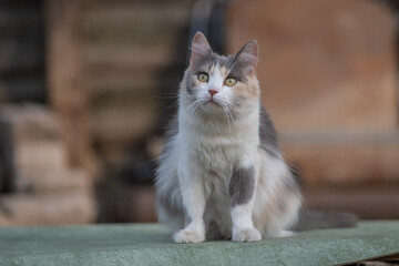 Portrait of a beautiful wild cat in summer.