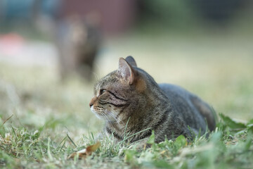Portrait of a beautiful wild cat in summer.