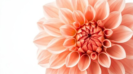 A close-up of a soft coral dahlia with its densely packed, pointed petals, isolated white background
