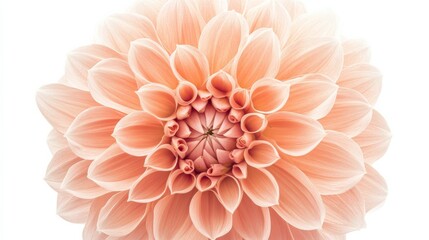 A close-up of a soft coral dahlia with its intricate, layered petals and gentle color, isolated white background
