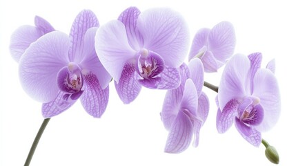 Obraz premium A close-up of a soft lavender orchid with its delicate, smooth petals and gentle color, isolated white background