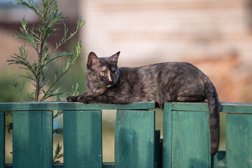Portrait of a beautiful wild cat in summer.