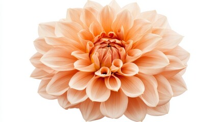 Fototapeta premium A close-up of a soft peach-colored dahlia with its ruffled petals and gentle color, isolated white background, minimalistic art style